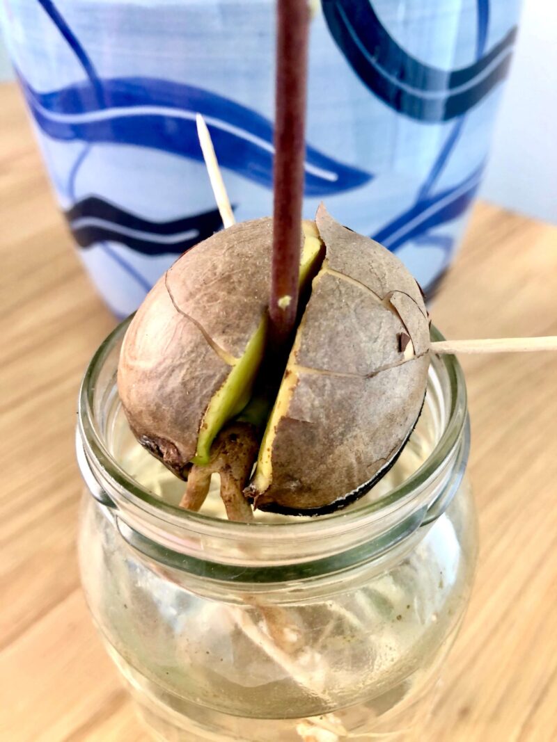 Closeup of avocado seed in a jar of water with roots below and stem growing above