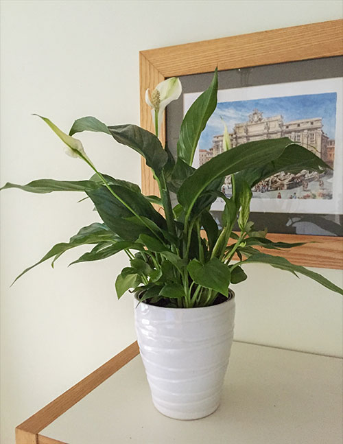 Photo of peace lily in a white pot